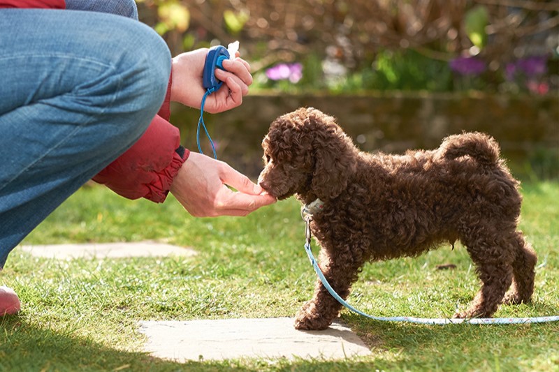 Clickertraining für Hunde