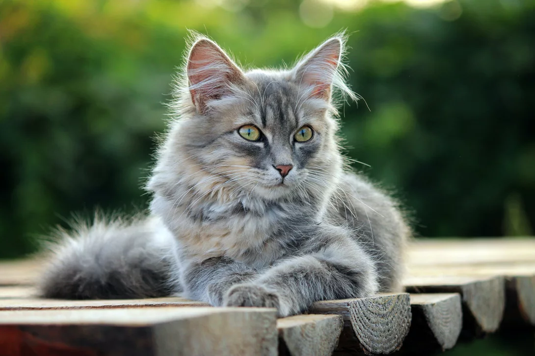 Die Lebensphasen einer Katze