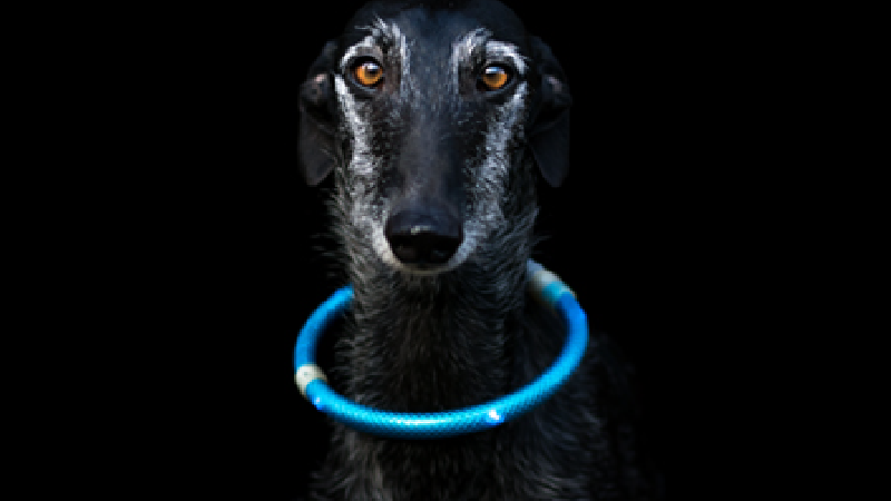 Hund mit Leuchthalsband