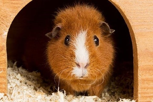 Meerschweinchenpflege