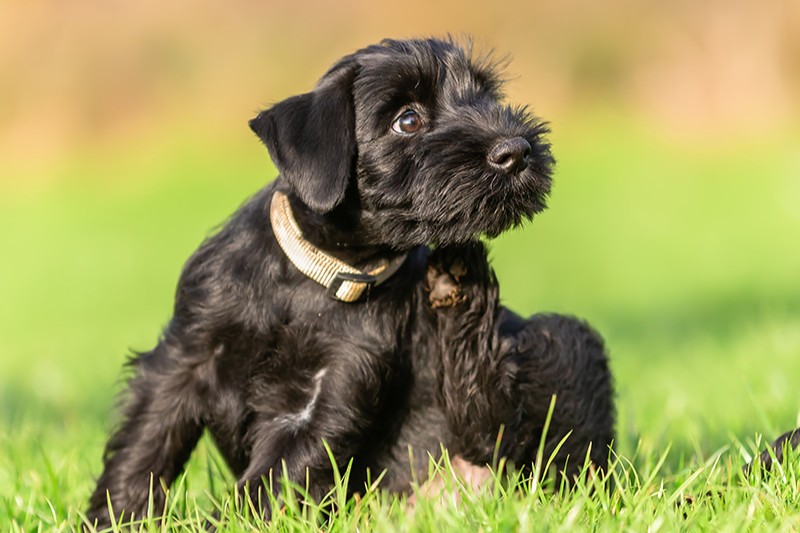 Milben Hund