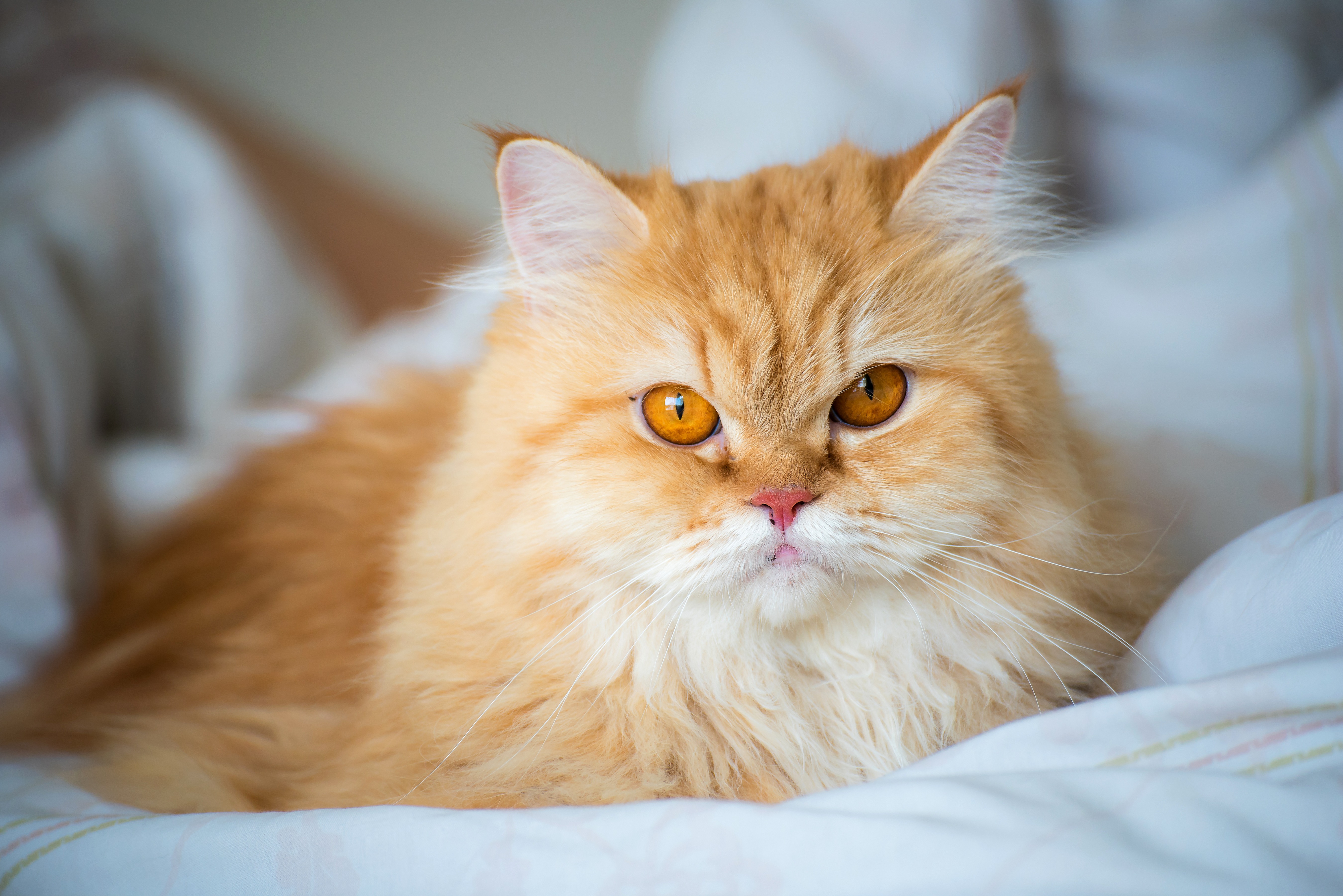 Eine Perserkatze liegt gemütlich auf dem Bett und schaut ruhig nach vorne.