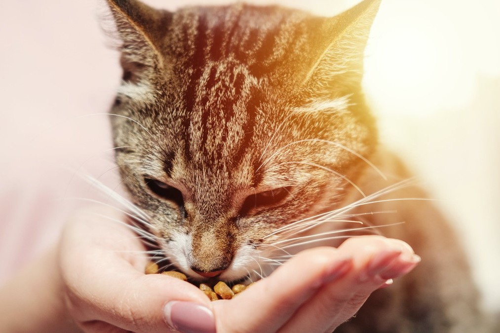 Premiumfutter für Katzen