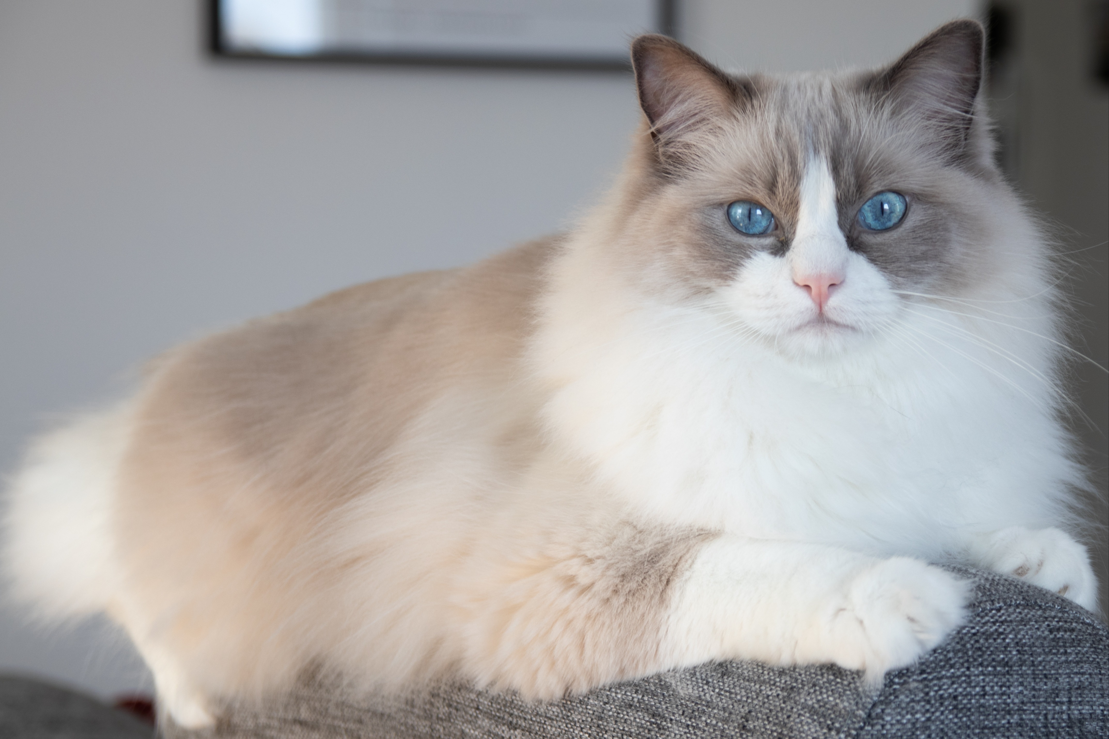 Eine Ragdoll-Katze liegt bequem auf dem Sofa und genießt die Ruhe.