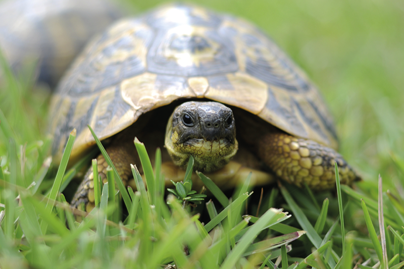 Winterschlaf bei Landschildkröten
