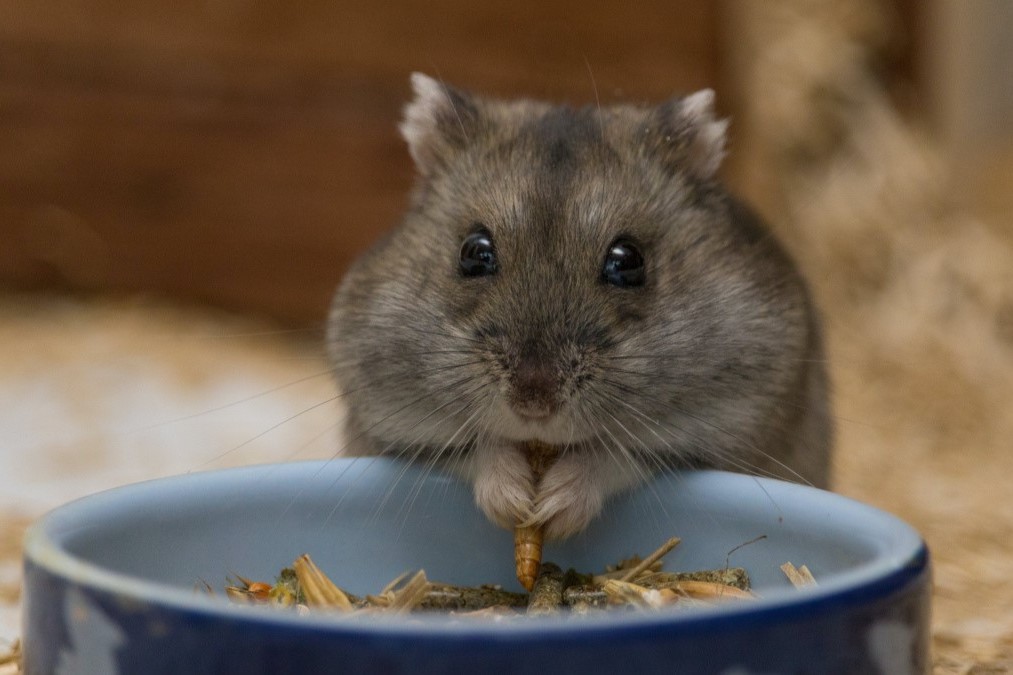 Trockenfutter für Hamster