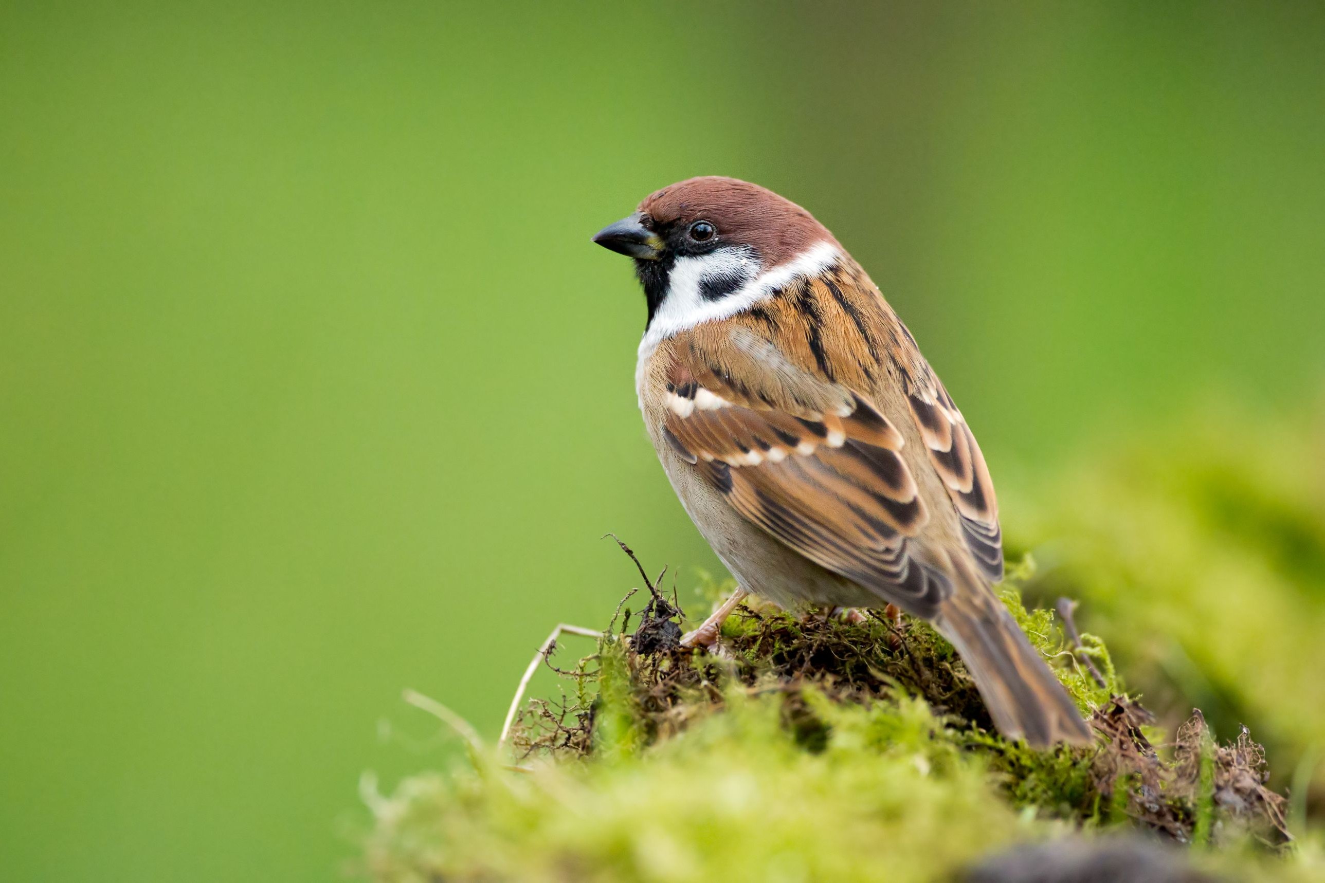 Ganzjährig Wildvögel füttern
