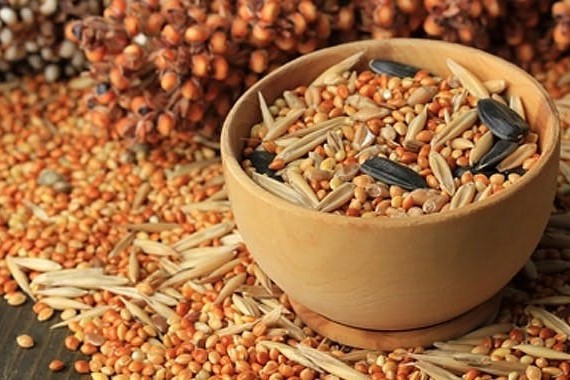 Welches Futter ist gut für Wildvögel?