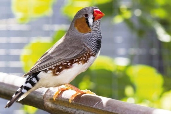 Vogelhaltung