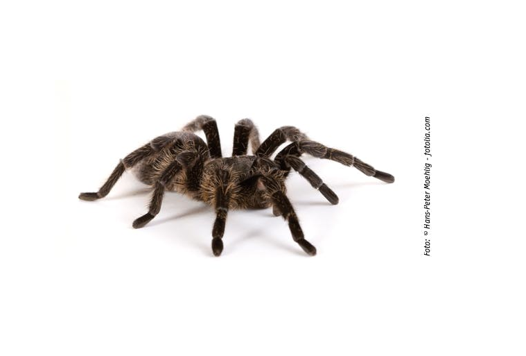 Die Vogelspinne