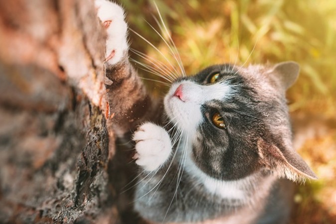 Warum kratzen Katzen