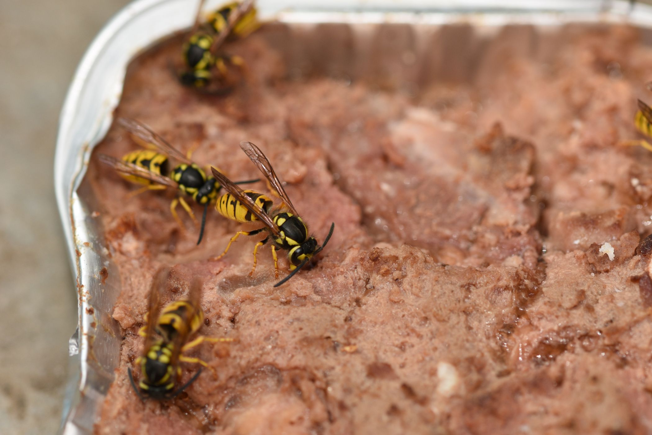 Mehrere Wespen sitzen in einer Packung mit Katzenfutter