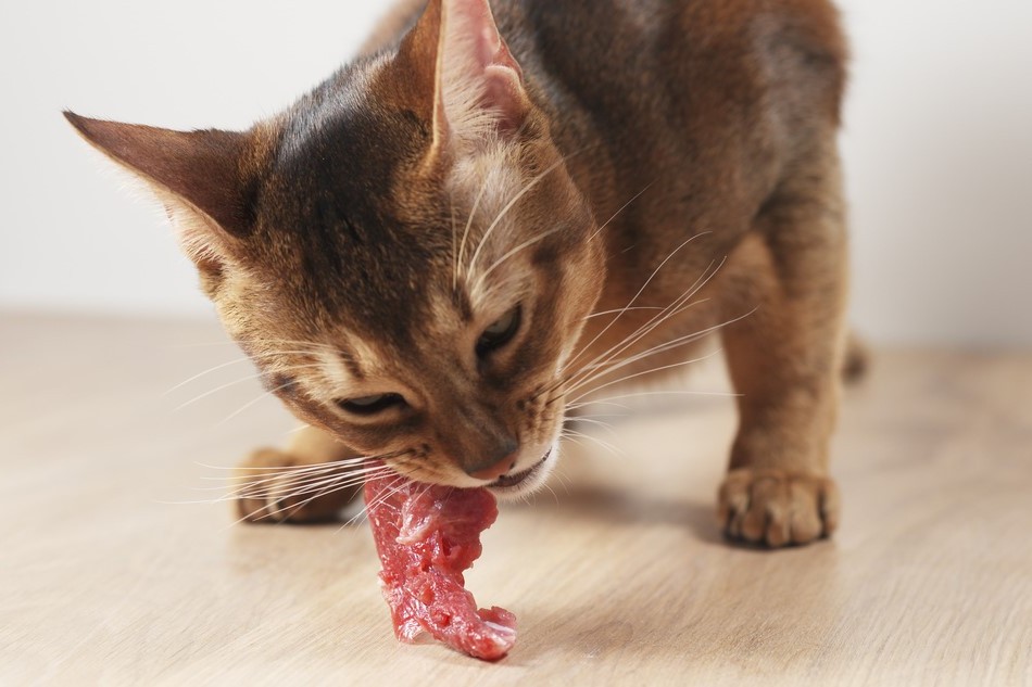 Zahnpflege für Katzen