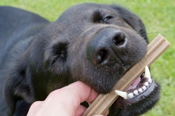 Zahnpflege bei Hunden