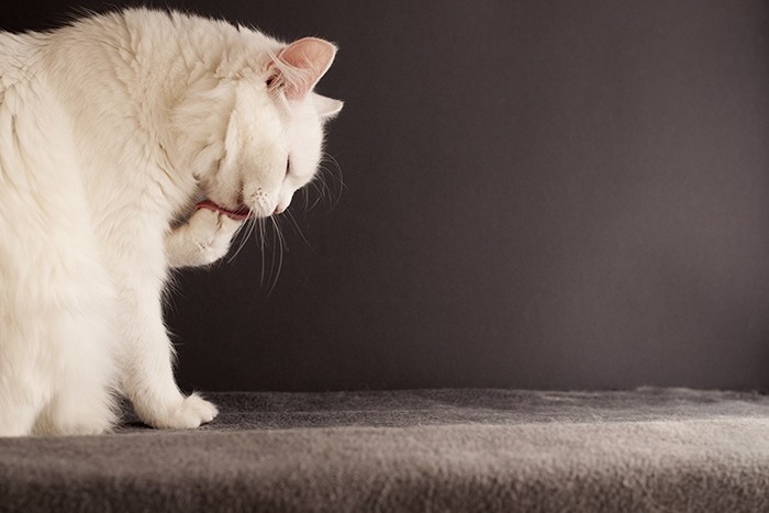 Overgrooming bei Katzen
