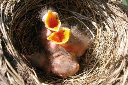 Brutstätten für Wildvögel