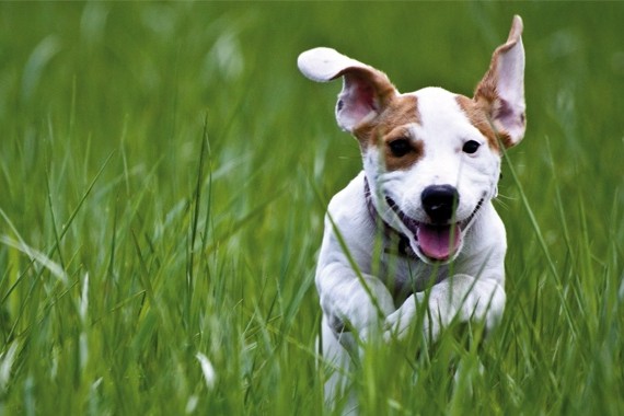 Zeckenschutz_für_Hunde