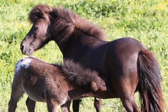 Shetlandponys im Porträt
