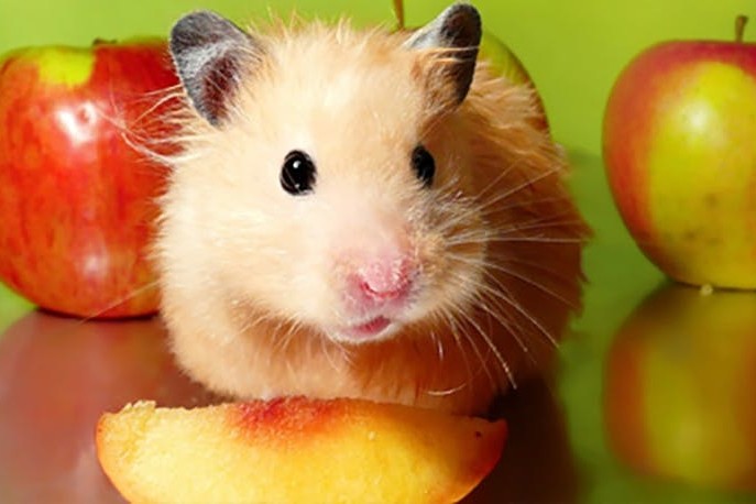 Frischfutter für Hamster