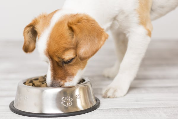 Ofengebackenes Trockenfutter für Hunde