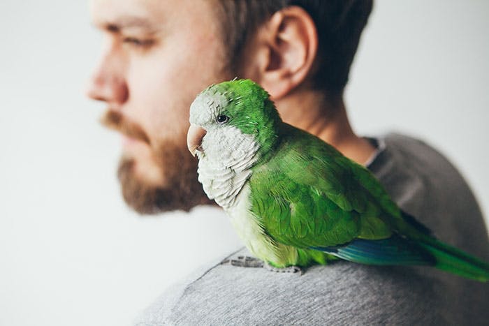 Welcher Vogel passt zu mir?