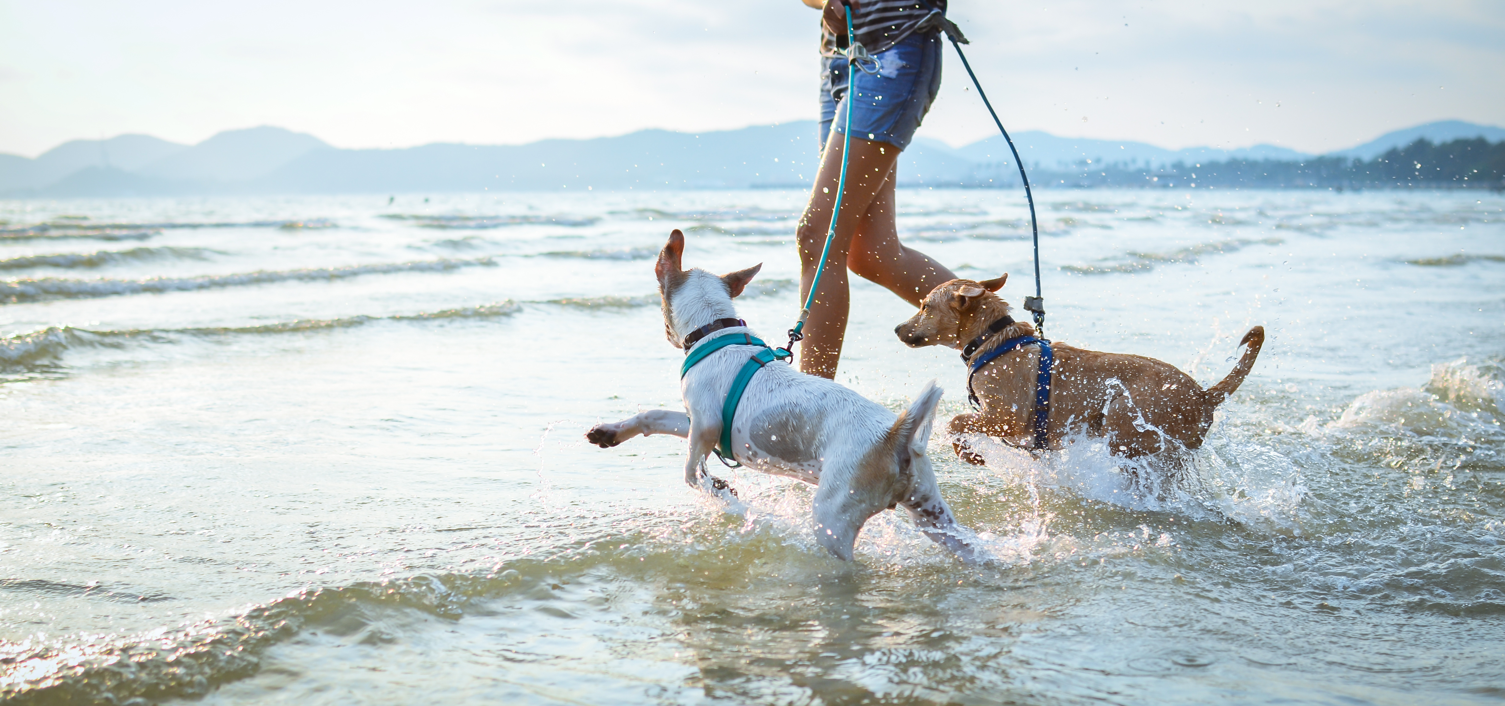 Angeleinte Hunde am Strand