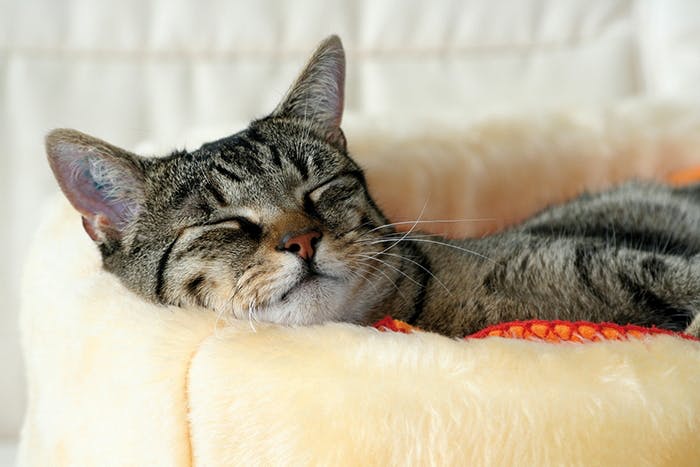 Der Eintritt ins Rentenalter der Katzen