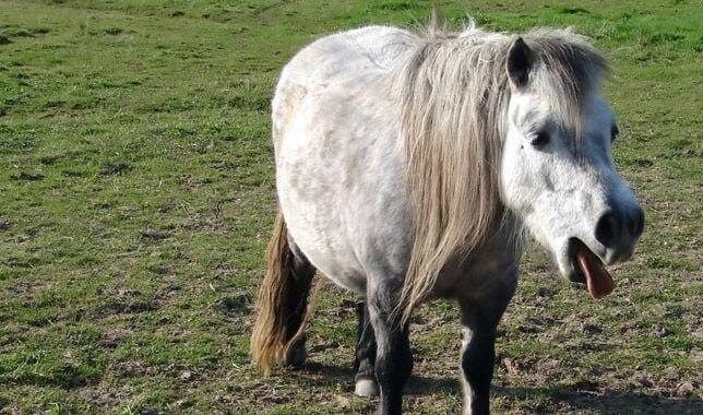 Bronchitis beim Pferd: Gefährlicher Husten