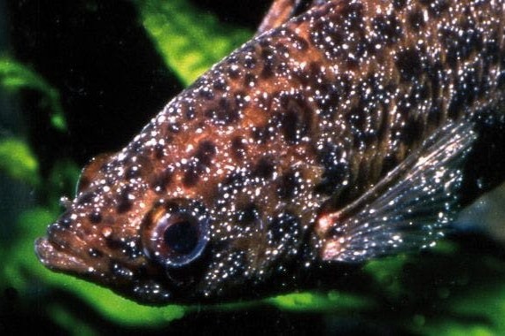 Weißpünktchenkrankheit bei Fischen: Was kann man tun?