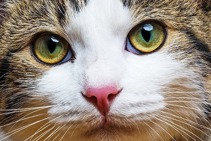 Gesundheitscheck für Katzen
