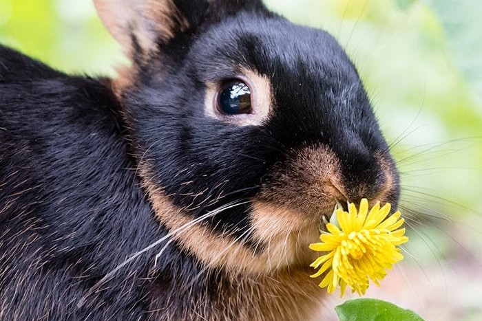 Sommerernährung bei Kaninchen