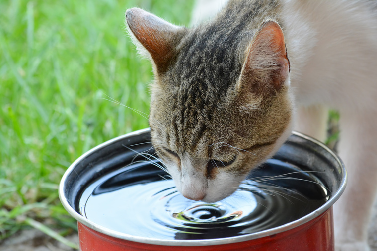 Niereninsuffizienz Katze