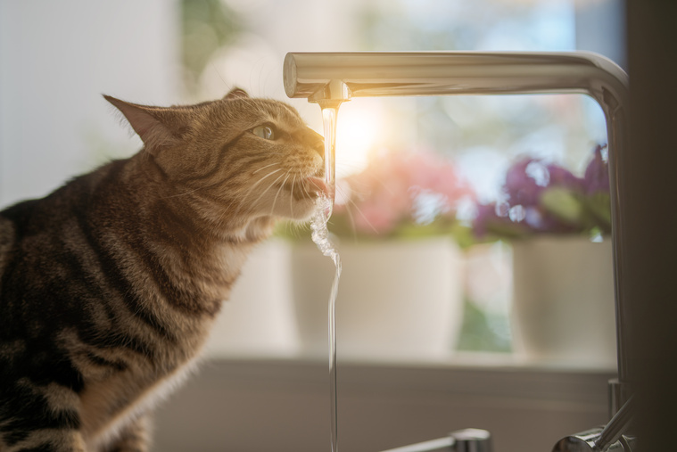 Katze trinkt