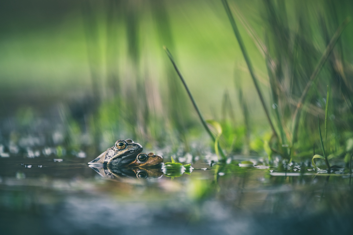 Interview: Der ökologische Mehrwert eines Gartenteichs