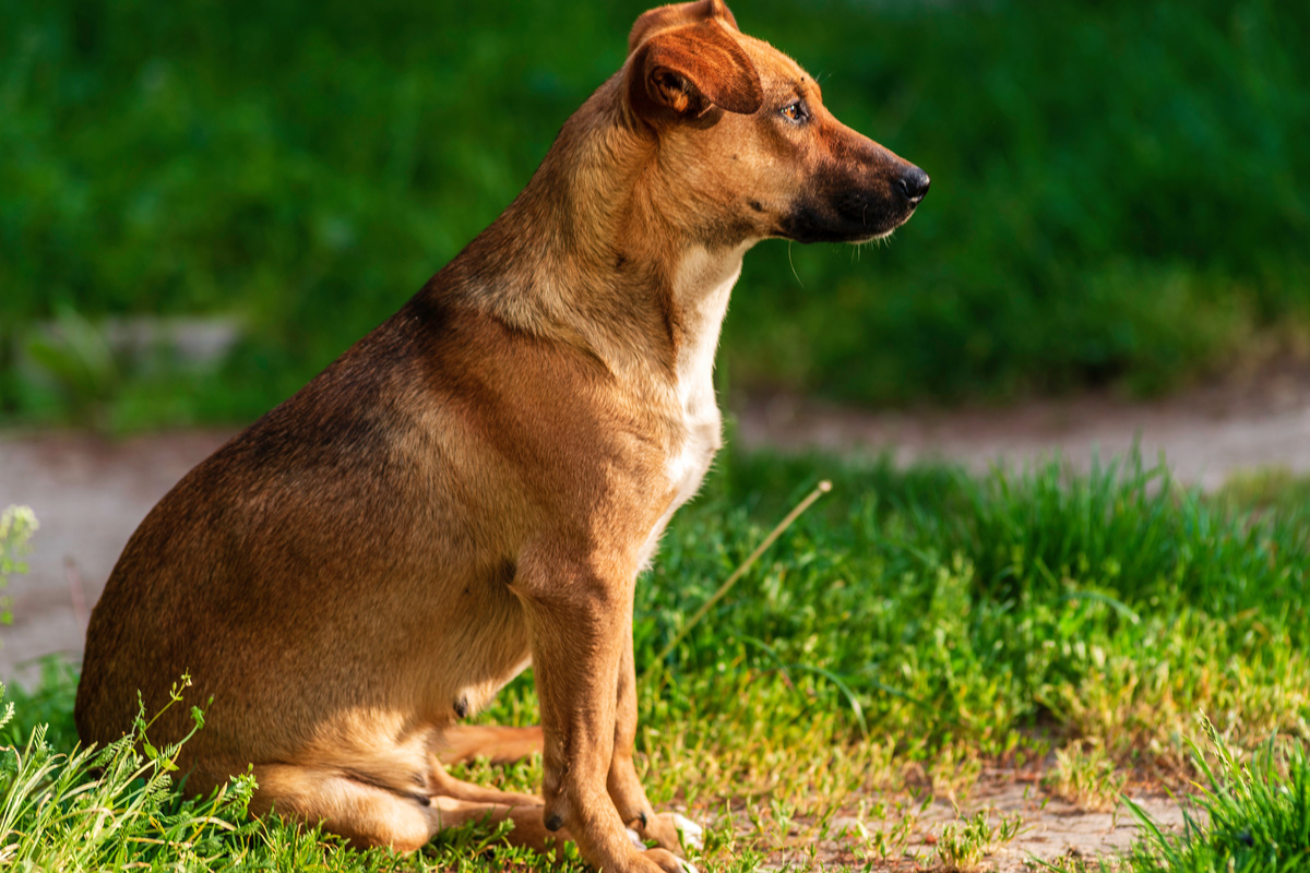 Österreichischer Pinscher