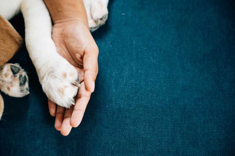 Hunde aus dem Tierschutz