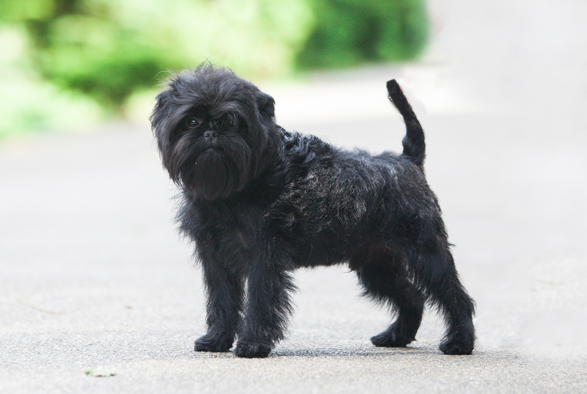 Affenpinscher