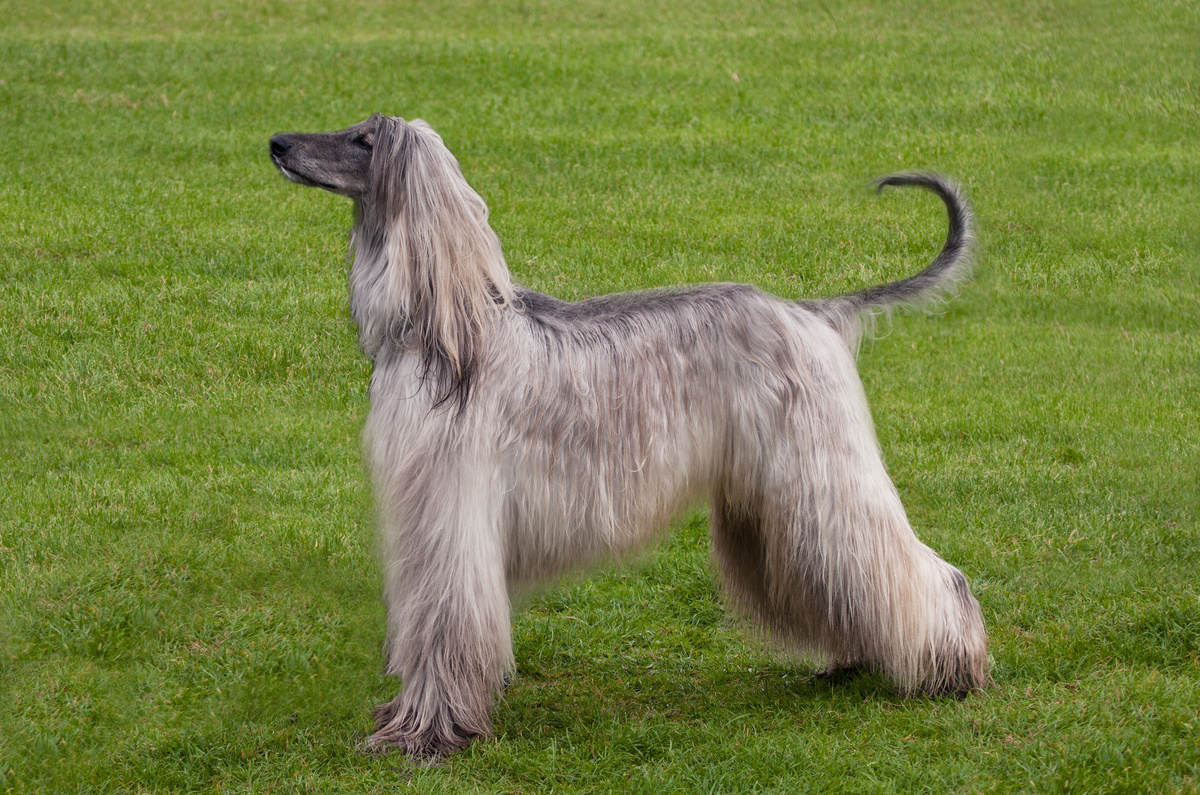 Afghanischer Windhund