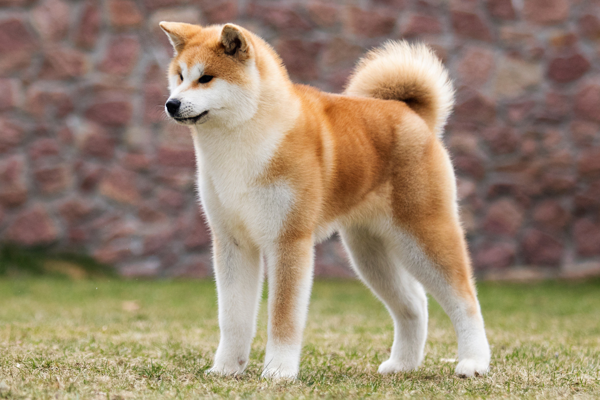 Akita Seitenportrait