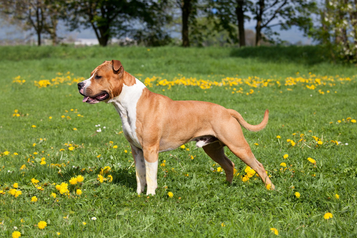 American Staffordshire Terrier