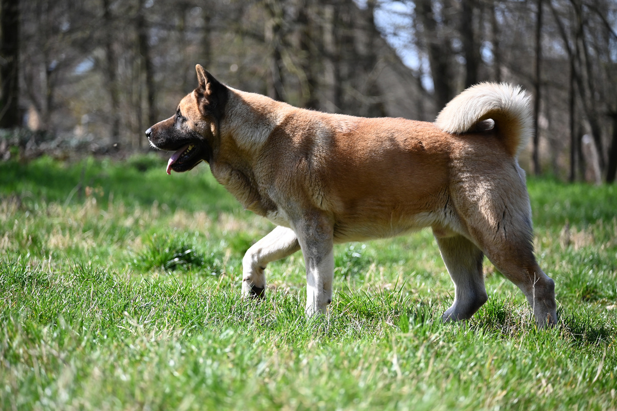 Amerikanischer Akita