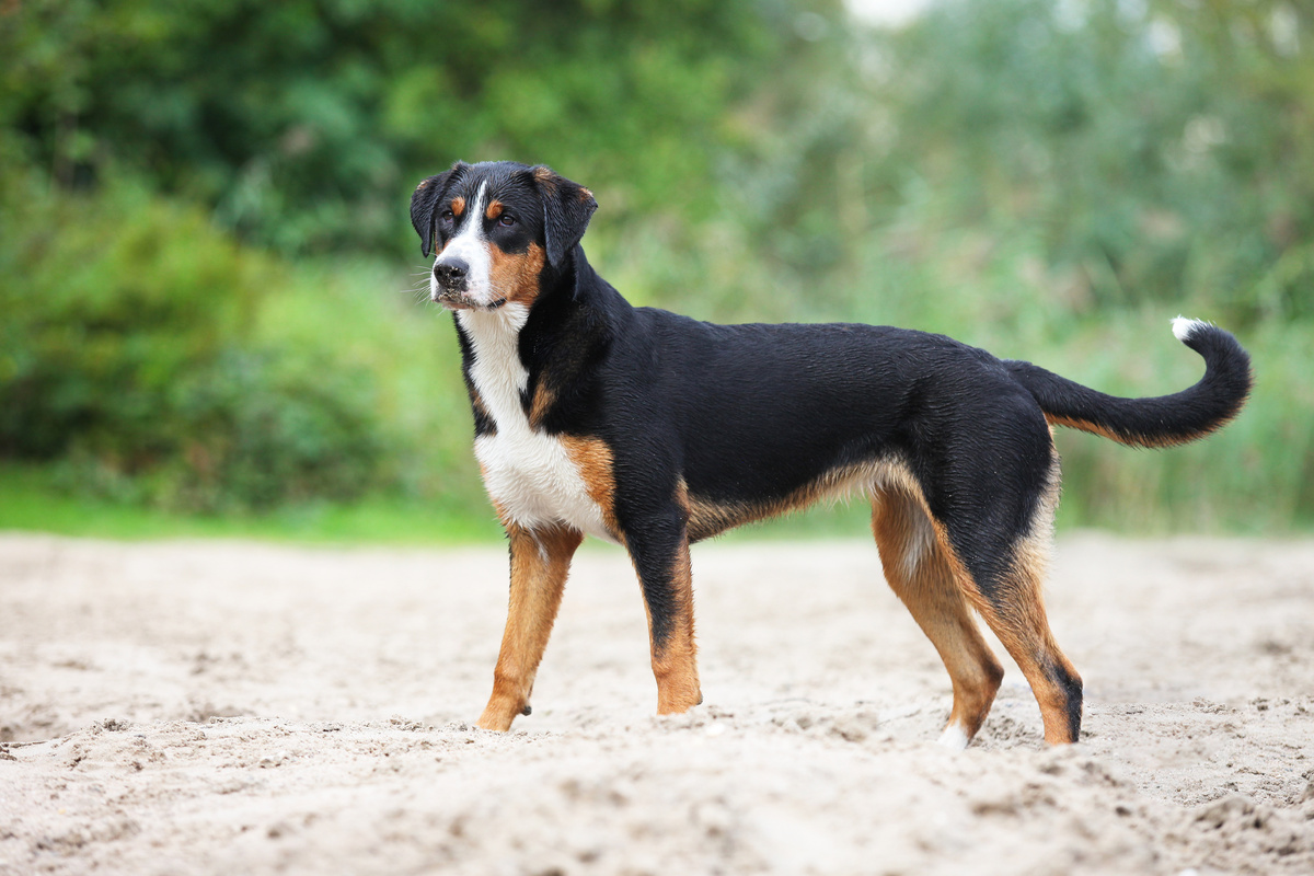Appenzeller Sennenhund