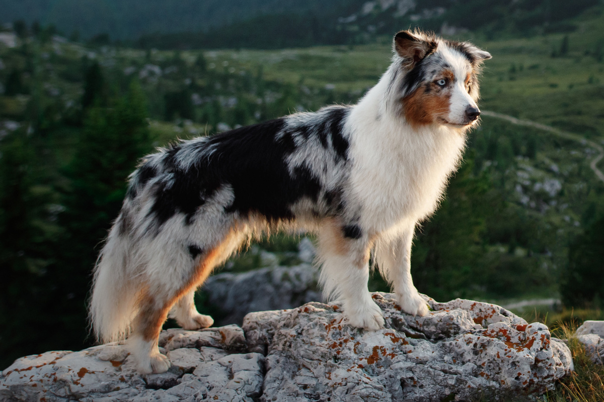 Australian Shepherd