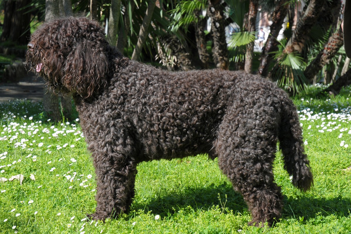 Barbet
