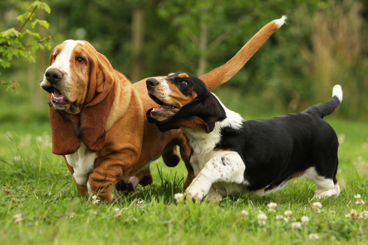Basset Hound