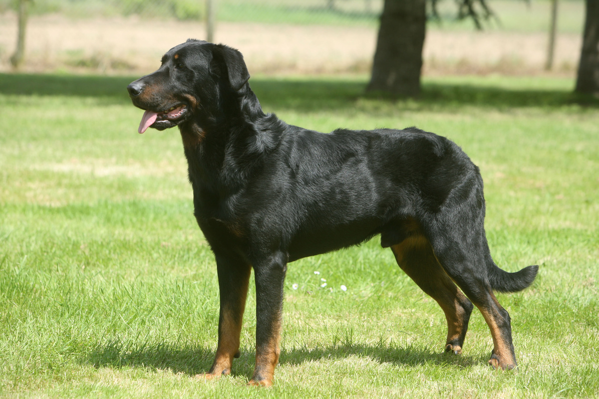 Beauceron