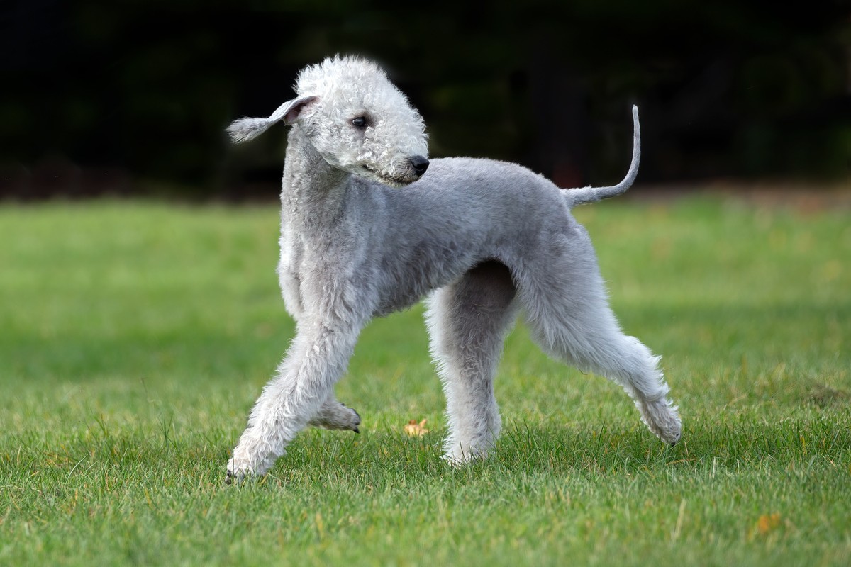 Bedlington Terrier