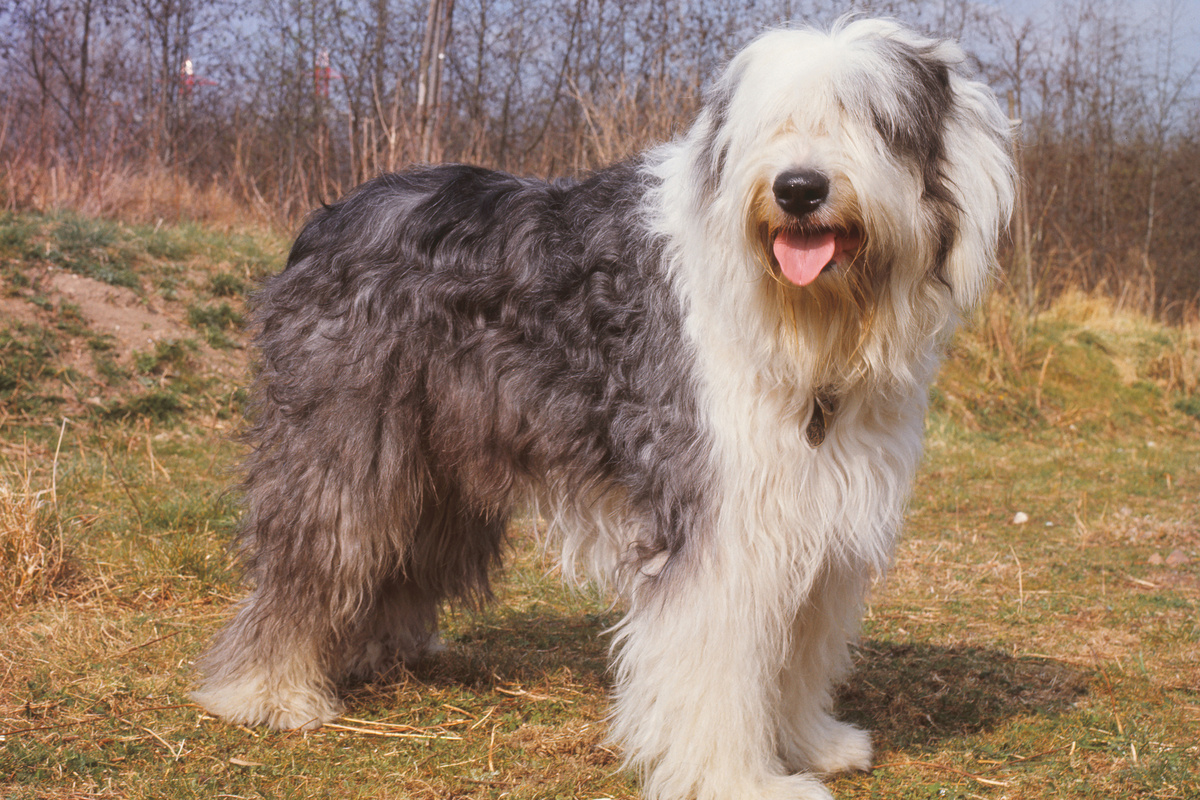 Bobtail