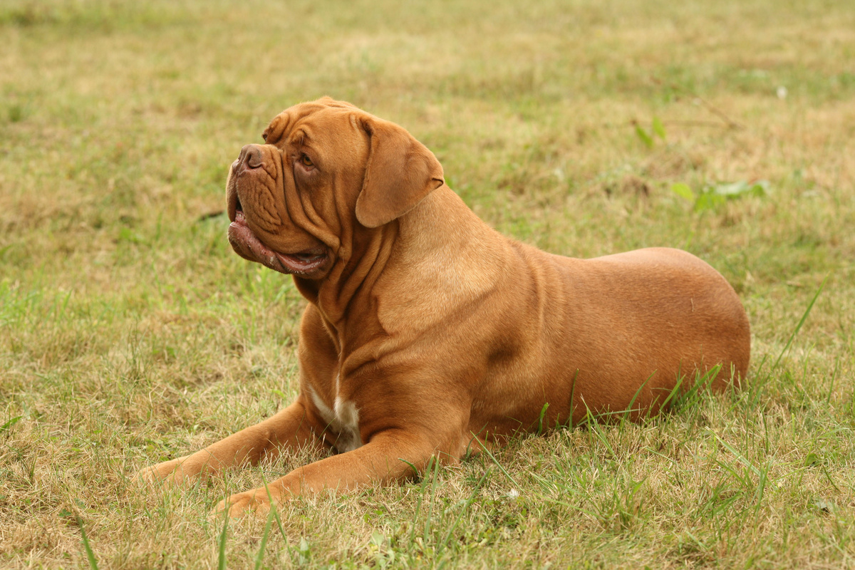 Bordeaux-Dogge