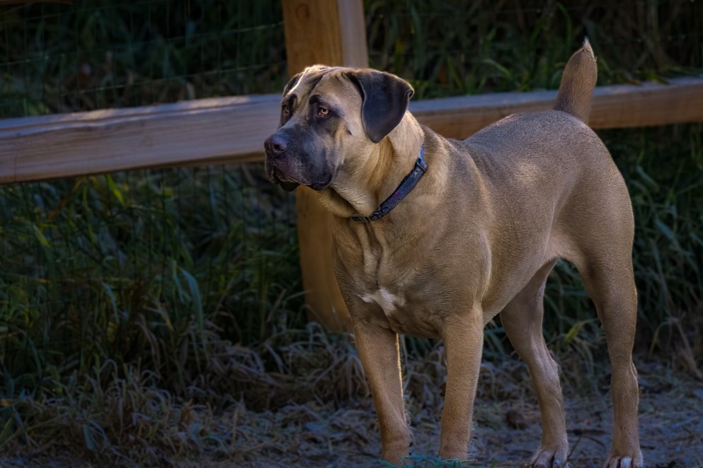 Cane Corso Italiano